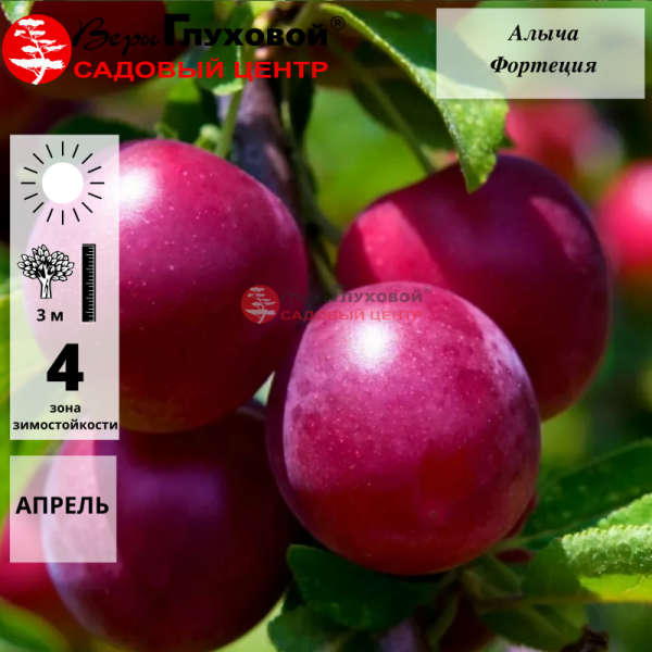 Основное изображение товара