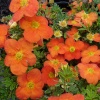 Лапчатка кустарниковая (Potentilla fruticosa) Танжерин С3 СП/24