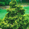 Кипарисовик тупой (Chamaecyparis obtusa) Нана Грацилис 20-25 С5 ГШт/25