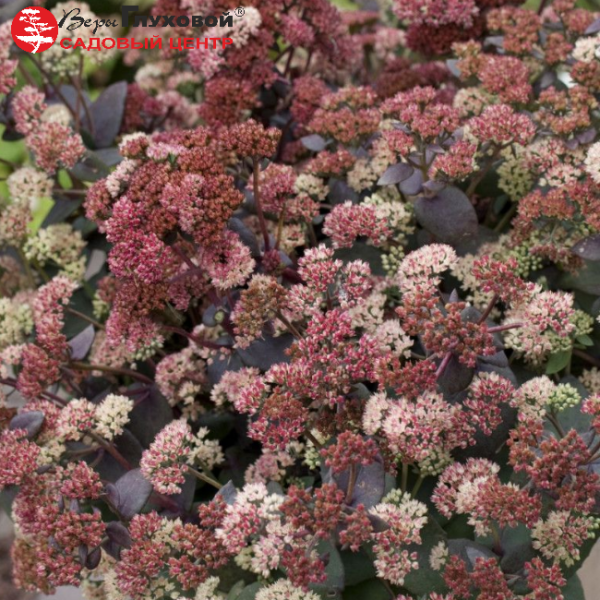 Основное изображение товара