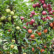 Яблоня Дерево - Сад