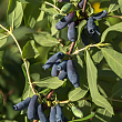 Жимолость 