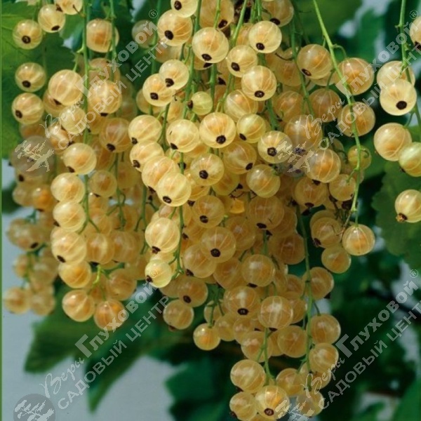 Смородина белая "Вердавия" на фото