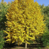 Липа мелколистная (Tilia cordata) Винтер Оранж 175-200 С10 РСав/24
