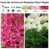Гортензия метельчатая "Меджикал Маунт Фуджи" на фото