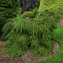 Ель обыкновенная 