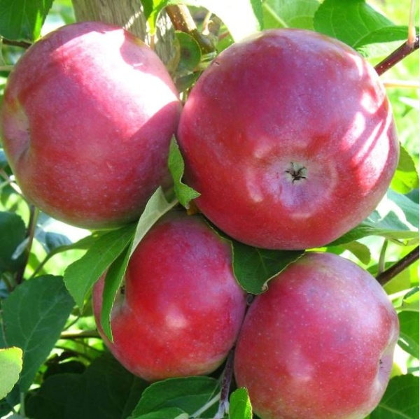 Рисунок 300.jpg