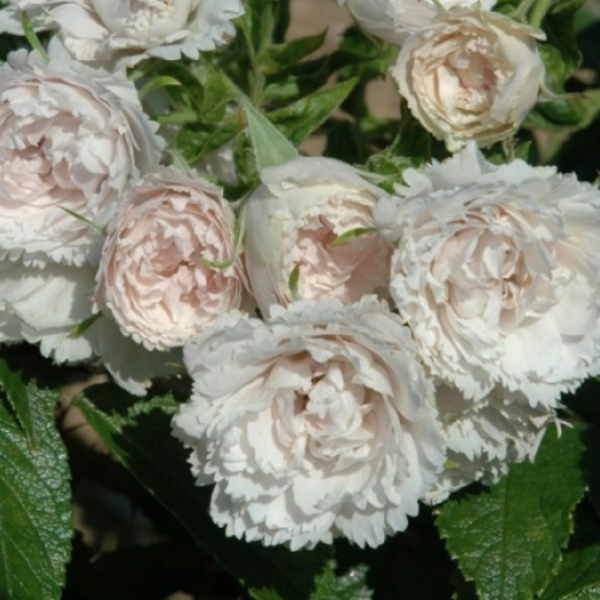 Основное изображение товара