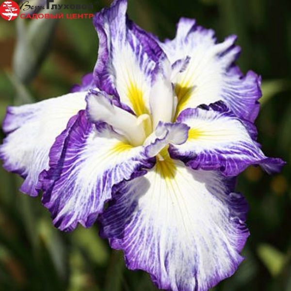 Основное изображение товара