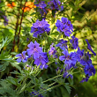 Герань гималайская 