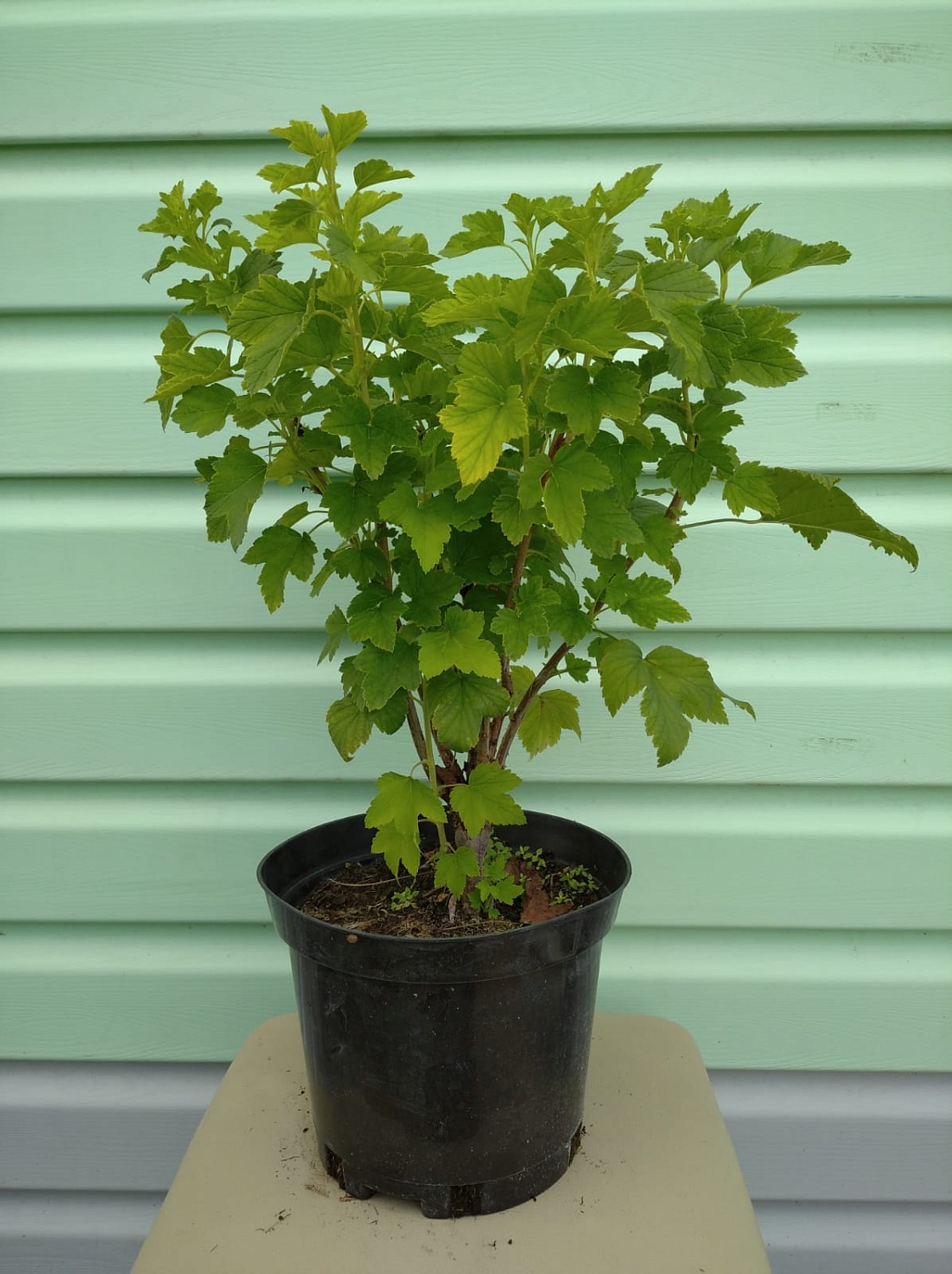 АКЦИЯ: Двухлетние саженцы смородины от 75₽