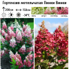 Гортензия метельчатая (Hydrangea paniculata) Пинки Винки  С2 СП/26