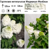 Гортензия метельчатая (Hydrangea paniculata) Меджикал Монблан ОКС НАп/26