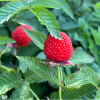 Малино-клубника Земляничная малина (Розолин) С2