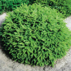 Ель обыкновенная (Picea abies) Нидиформис 30-40 С5 НБл/26