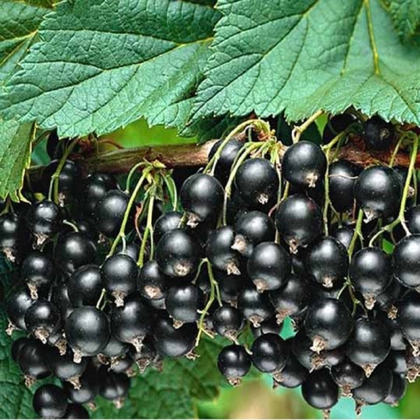 Основное изображение товара