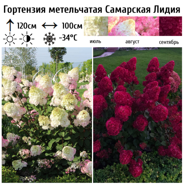 Основное изображение товара