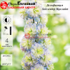 Дельфиниум (Delphinium) Хайлендер Мунлайт С3 ГлХ/26