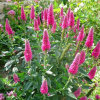 Вероника колосковая (Veronica spicata) Роза Цверг С2 ГлХ/26