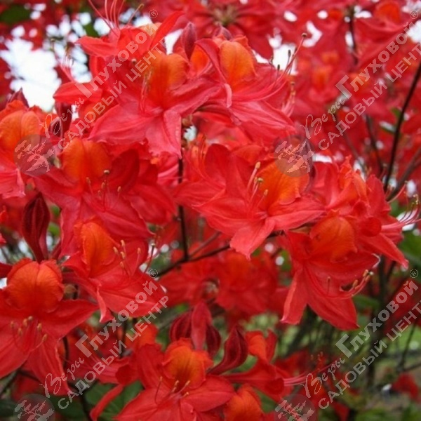 Азалия крупноцветковая "Тунис" на фото
