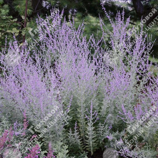 Перовския гибридная "Литтл Спайр" на фото