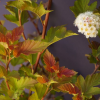 Пузыреплодник калинолистный (Physocarpus opulifolius) Эмбер Джубили С3 СП/25