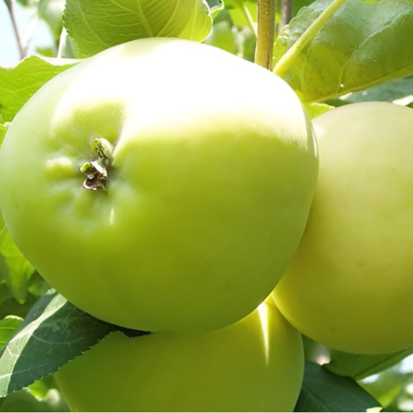 Яблоня Папировка (летний сорт)