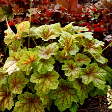 Основное изображение товара