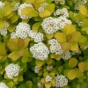 Спирея березолистная (Spiraea betulifolia) Тор Голд С3 СП/24