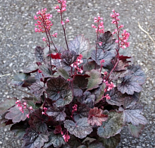 Основное изображение товара