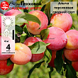 Алыча 