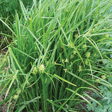 Основное изображение товара