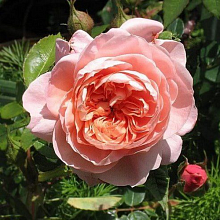 Основное изображение товара