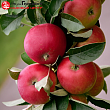Яблоня колоновидная 