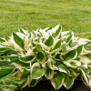 Хоста (Hosta) Патриот С1,5 НСп/26