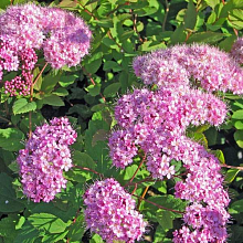 Основное изображение товара