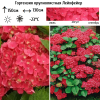 Гортензия крупнолистная (Hydrangea macrophyllа) Лейхфейер 30/+ С3,6 БдН/26