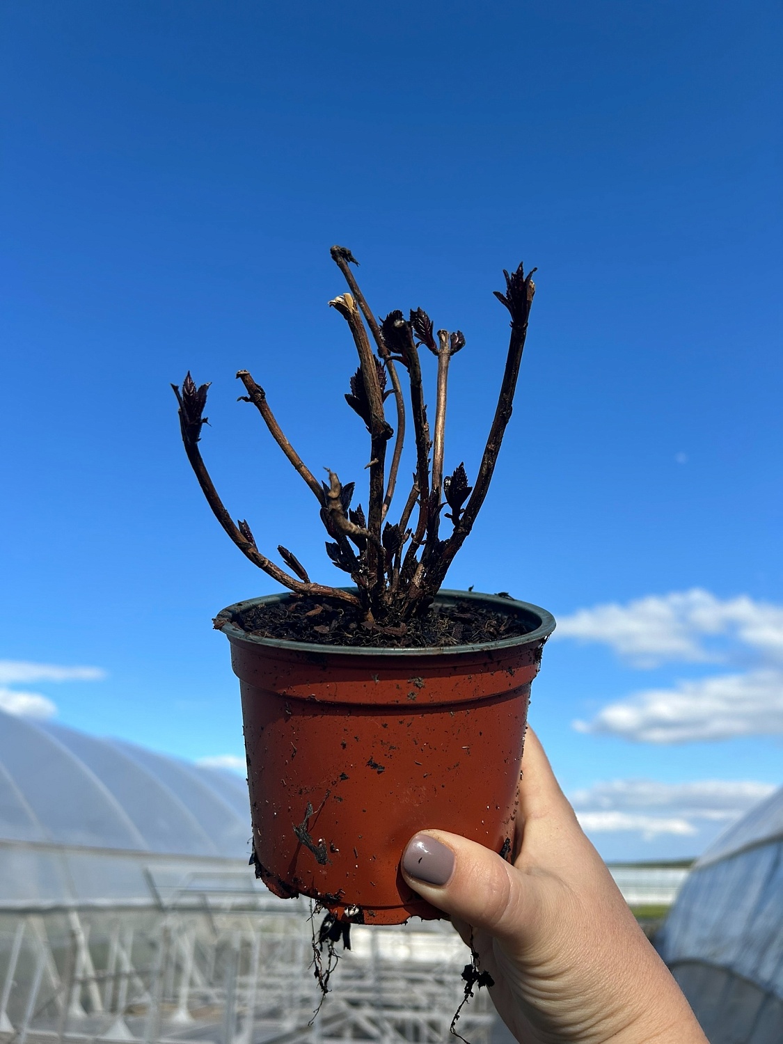 Крупнолистные новинки 