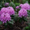 Рододендрон (Rhododendron) крупноцветковый 'Roseum Elegans' 40-50 С15 ПЧ/24