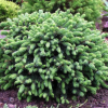 Ель сизая (Picea glauca) Эхиниформис 35-40 С13 НБл/26