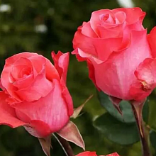 Основное изображение товара