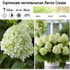 Гортензия метельчатая (Hydrangea paniculata) Литтл Споки Р9 СП/26