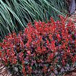Барбарис Тунберга 