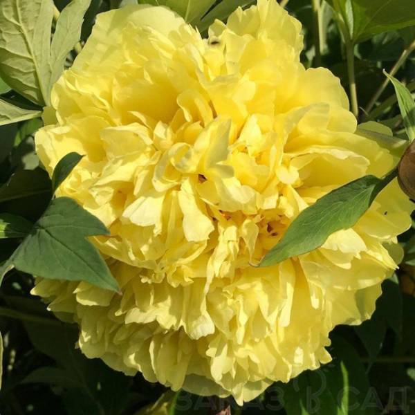 Основное изображение товара