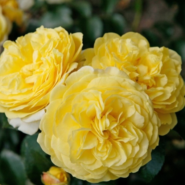 Основное изображение товара