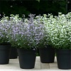 Душевик котовниковый на фото