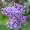 Сирень обыкновенная (Syringa vulgaris)   С3 СП/23