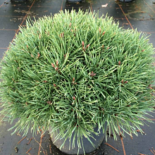 Основное изображение товара