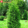 Туя западная (Thuja occidentalis) Брабант    С3 СП/23