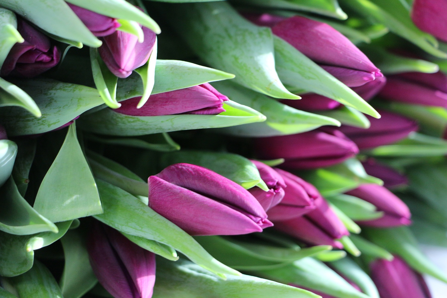 Дорогие друзья!